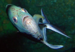 Trevally by Martin Dalsaso 